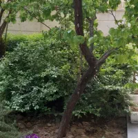 288-متر-فاطمی-زرتشت