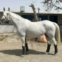 مادیان پرشی وارداتی مناسب رده مبتدی و اموزش