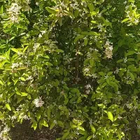 باغچه|فروش زمین و ملک کلنگی|دزفول, |دیوار