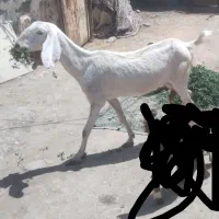 ماده بز نسلدار