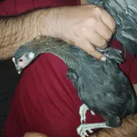 جوجه شرویی