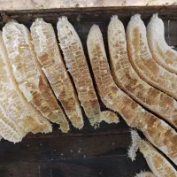 عسل زول
