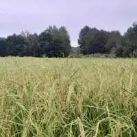 بیجار مزرعه
