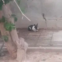 خرگوش بزرگ