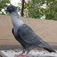 موشی نقره ای گرگاتی طوق سفید کاکلی