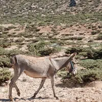 خر کره دار
