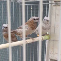فنچ بنگالی پرل کاکلی۵تا عدد باهم جنسیت نامشخص