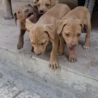 فروش سگ پیت بول