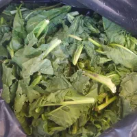 برگ چغندرتازه برای دام
