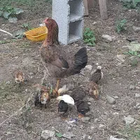 مرغ وجوجه