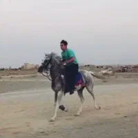اسب عرب
