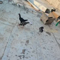 جوجه لاری