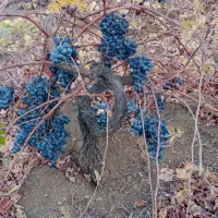 خریدوفروش انگور دیمی درجه 1