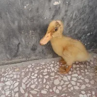 2عدد اردک فرز