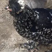 مرغ و خروس سلطان