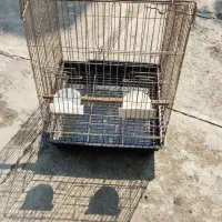 قفس کاسکویی بزرگ