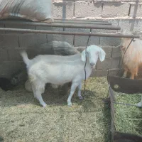 فروش قوچ وبز