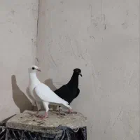 کبوتر
