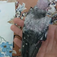جوجه عروس هلندی سینامون
