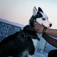 سگ هاسکی پنج میلیون