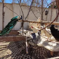 تخم گلین  و جوجه گلین و جوجه طاووس کوشین