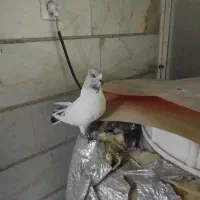 کفتر کبوتر