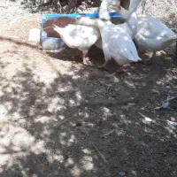 غاز سفید چشم آبی