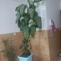 گل دیفن باخیا