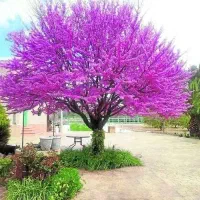 باغ.باغچه.گل وگلدان در منزل و محل کار صفر تا صد