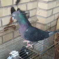 فروش 6عدد کفتر درجه یک