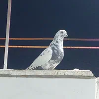۲۰ طوق کفتر درجه یک یکجا دونه ۳۵۰