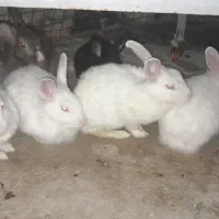 خرگوش