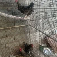 فروش ۴ خروس جوان ۷ ماه