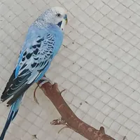 مرغ عشق درجه۱|پرنده|کاشمر, |دیوار