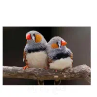 فنچ