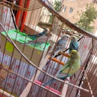مرغ عشق نر و ماده همراه 3عدد جوجه