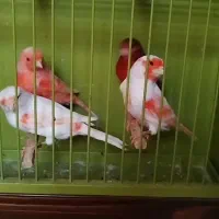 قناری موزائیکی و رد فاکتور درجه یک