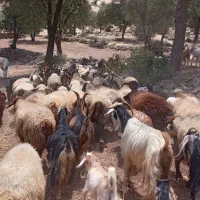 فروش تعدادی بزومیش