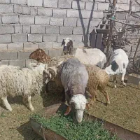بره|حیوانات مزرعه|گلزار, |دیوار