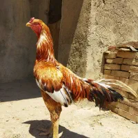 خروس لاری نسل دار 3 دونگ