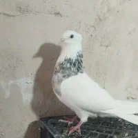 طوقی