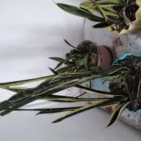 فروش گل سانسوریای  طلایی