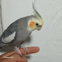 عروس هلندی سخنگو