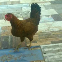ماده مرغ تخم گذار