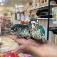 جوجه گرینچیک