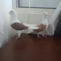 پرنده
