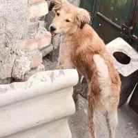 سگ. نگهبان