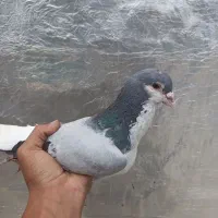 کبوتر ساده سبز و ساده مگسی