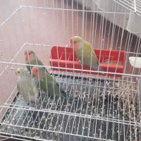 انواع پرنده ها نر ماده طوطی عروس هلندی