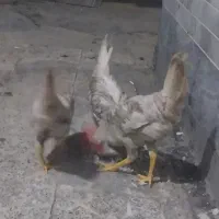 خروس
